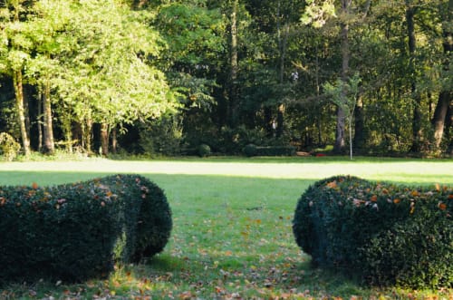 Deux haies sculptées encadrent une allée herbeuse menant à la forêt à La Tour Blanche, Forest-Montiers