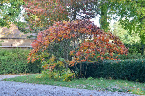 Arbre automnal aux feuillages rouges et orangés au gîte La Tour Blanche à Forest-Montiers, France