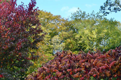 Feuillage automnal vibrant à La Tour Blanche B&B à Forest-Montiers, arbres rouges et dorés sous ciel dégagé