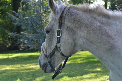 Cheval gris au licol noir dans les prairies du gîte La Tour Blanche, Forest-Montiers, France