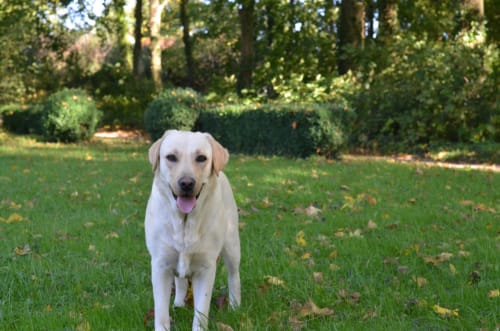 Labrador jaune debout sur la pelouse de La Tour Blanche, gîte en Forest-Montiers, France, avec haies et forêt en arrière-plan