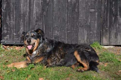 Chien noir et feu se reposant sur l'herbe près d'une vieille clôture en bois à La Tour Blanche, Forest-Montiers