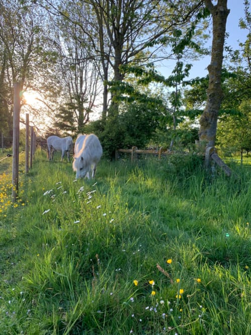 Poneys blancs paissant dans un pré verdoyant à La Tour Blanche, gîte rustique à Forest-Montiers, France