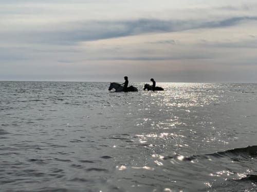 Deux cavaliers se baignent avec leurs montures dans la Baie de Somme au coucher de soleil près de La Tour Blanche, Forest-Montiers, France