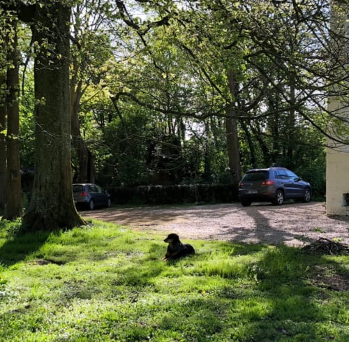 Chien noir se reposant sur la pelouse de La Tour Blanche B&B, entouré de grands arbres et voitures garées à Forest-Montiers