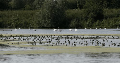 Paysage de marais humides près de La Cour d'Hortense à Sailly-Flibeaucourt avec oiseaux aquatiques et végétation
