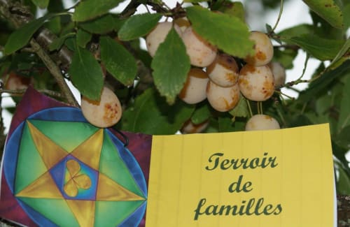 Les mirabelles, la fierté de notre territoire