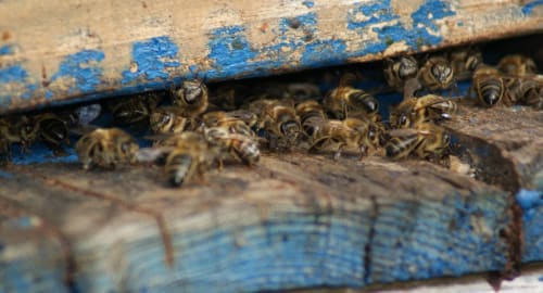 Les abeilles, Michel est apiculteur depuis plus que 45 ans
