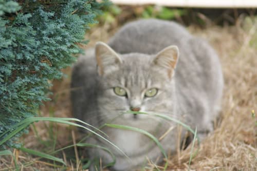 Notre chat n'est plus là mais son fils Zorro, nous tient encore companie.