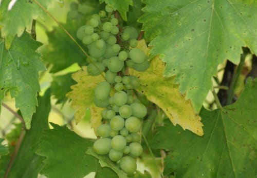 Laissons pas oublier les raisins qui viennent nous enchanter la vie dans la bonne saison
