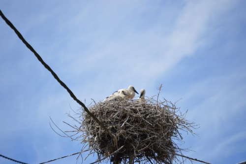Ici les premiers petites cigognes élévés en face de notre maison sur les fils électriques. 