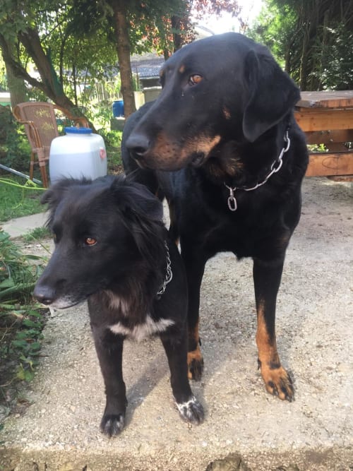 Pien et Largos notre couple chien qui s'aiment bien