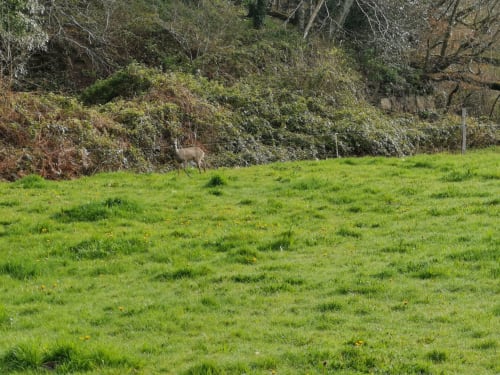 chevreuil en Normandie