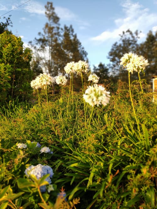 Fleurs blanches et bleues en fleur dans le jardin des Terrasses Du Volcan, Tampon