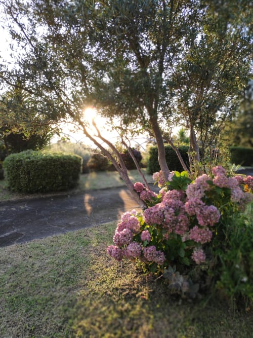 Des hortensias roses en fleurs bordent l'allée du jardin aux Terrasses Du Volcan, avec des arbres illuminés encadrant cette promenade sereine