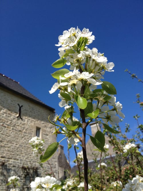 Fleurs de poirier blanc et feuilles vertes sous un ciel bleu aux Filles du Bord de Mer, Port-en-Bessin-Huppain