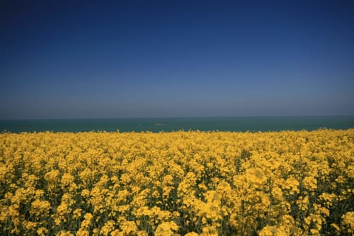 Vaste champ de fleurs jaunes dominant la mer turquoise près de Les Filles du Bord de Mer, Port-en-Bessin
