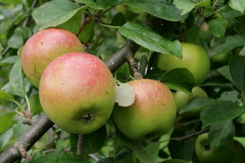 Pommes mûres aux teintes roses et vertes accrochées aux branches feuillagées des Filles du Bord de Mer