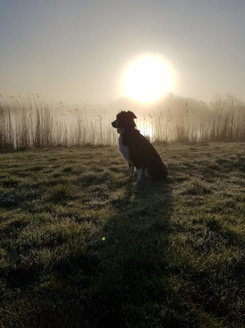 levé du soleil - chien de compagnie - gîte en Baie de Somme