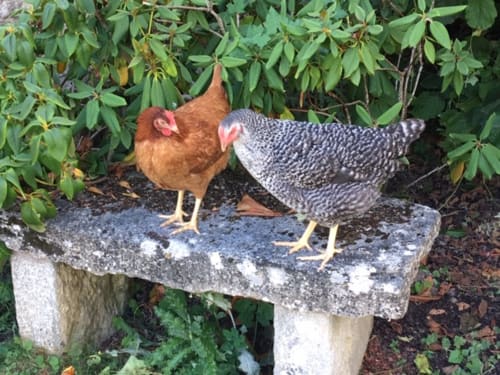 Poulette et Coquette 