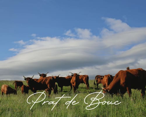 prat de Bouc Cantal