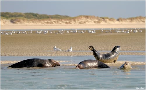 les phoques de la Baie d'Authie
