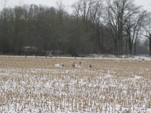 Les grues cendrées lors de leur migration vers le Lac du Der