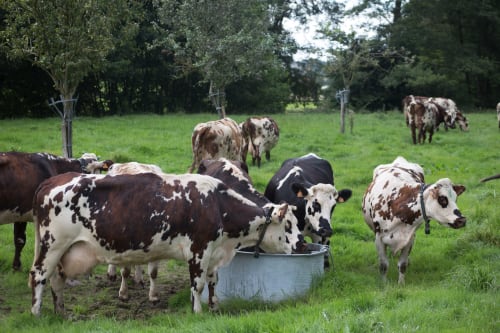 Troupeau de bovins brun et blanc pâturant dans un champ pastoral près de Port-en-Bessin-Huppain, France