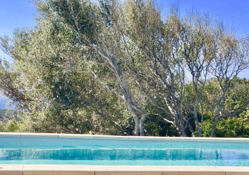 Heated private pool at Casa Alta villa in Porto Pollo, Corsica, with olive trees and sea views