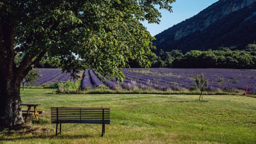 Moment de quiétude et de détente sous de marronnier en contemplant nos champs de lavande