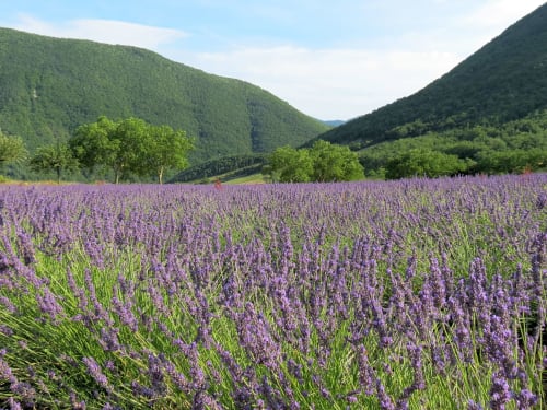 La lavande plante emblème de la Drôme Provençale