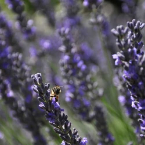 La Lavande, les abeilles en sont fans 