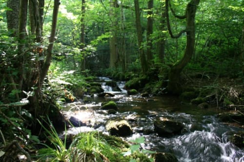 Un magnifique ruisseau: "le Récours" Venez prendre la fraicheur au son du chant de l'eau qui court sous le sous-bois