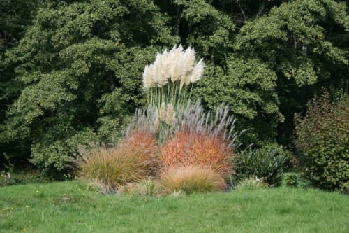 Un parterre d'herbacées avec de magnifiques herbes de pampa.