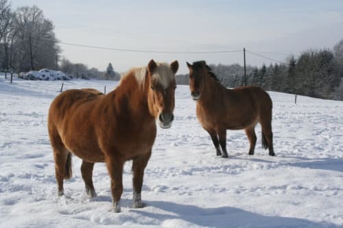Lisa-Merlin nos animaux de compagnie, deux chevaux, un hongre Enson, une jument Haflinger 
