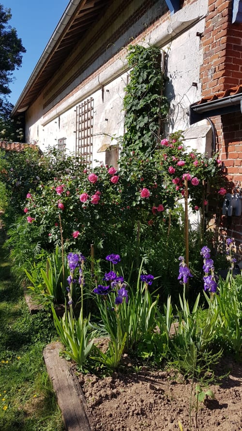 Roses roses et iris violets en fleur au jardin Au Petit Tambour D'Autingues avec bâtiment en briques