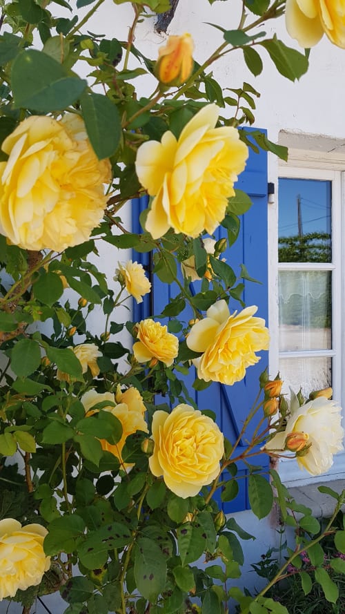 Des roses grimpantes jaunes fleurissent à l'Au Petit Tambour D'Autingues à Autingues, France