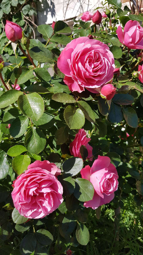 Roses roses en fleur à l'Au Petit Tambour D'Autingues, une charmante maison d'hôtes à Autingues, France