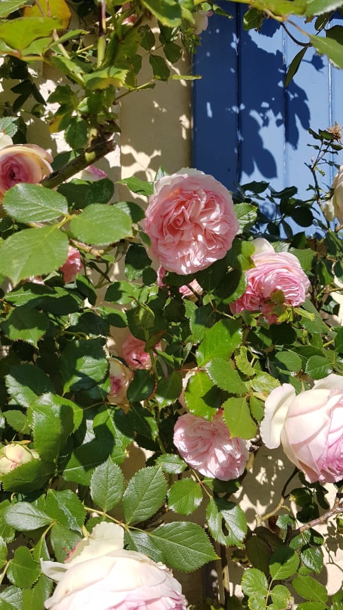 Des roses roses épanouies devant les volets bleus d'Au Petit Tambour D'Autingues, une chambre d'hôtes française à Autingues