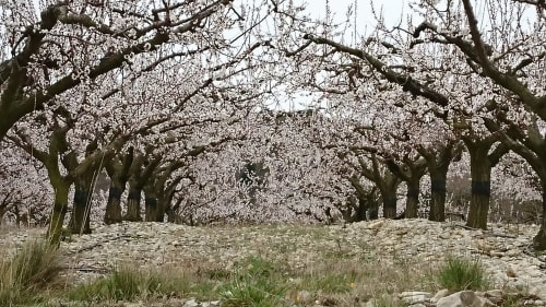 Nos champs d'abricotiers en fleur au printemps