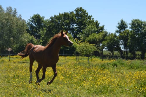 Cheval brun galopant dans un champ de fleurs sauvages jaunes à La Tour Blanche, Forest-Montiers