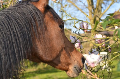 Cheval brun à crinière foncée humant des fleurs roses à La Tour Blanche, Forest-Montiers
