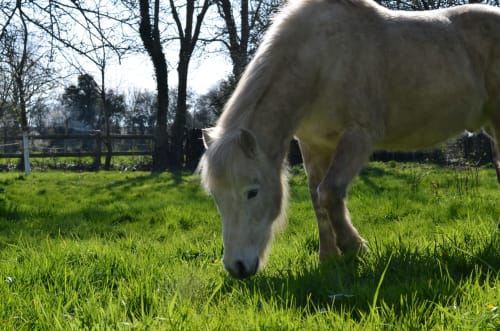 Poney blanc broutant dans un pré verdoyant à La Tour Blanche, gîte rural en Forest-Montiers, France