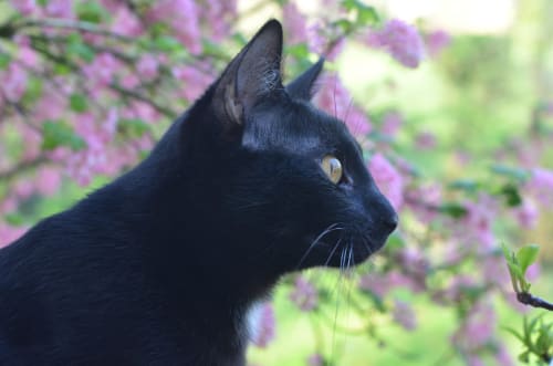 Chat noir aux yeux dorés près des fleurs violettes à la forêt du gîte La Tour Blanche en France