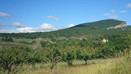 Paysages de lavande, et champs d'abricotiers avec en toile de fond la jolie petite chapelle de Béconne
