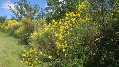 Au printemps, les genets nous offrent ses jolies couleurs jaunes.