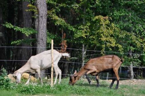Domaine Des Bories