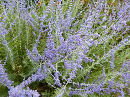 Vibrant purple lavender flowers blooming in the garden at Villa Thébaïde, Laudun L'Ardoise