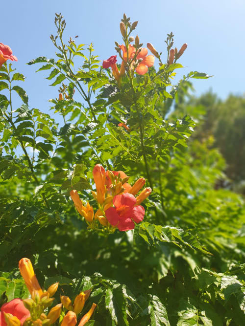 Vibrant orange and red trumpet flowers blooming in Villa Thébaïde's garden at Laudun L'Ardoise