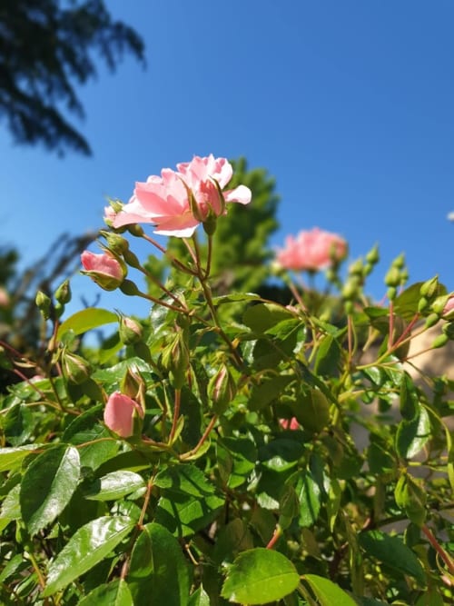 Pink roses blooming in Villa Thébaïde's Roseraie garden room, Laudun L'Ardoise, with blue sky and green foliage